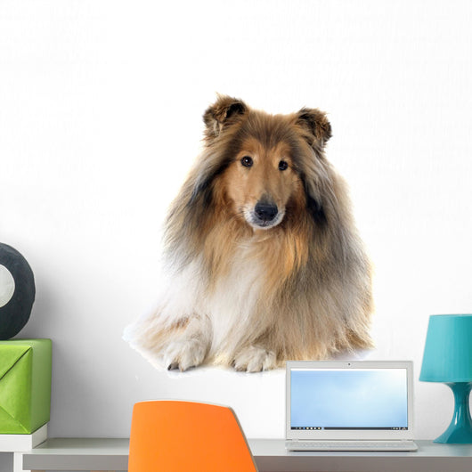 rough collie 