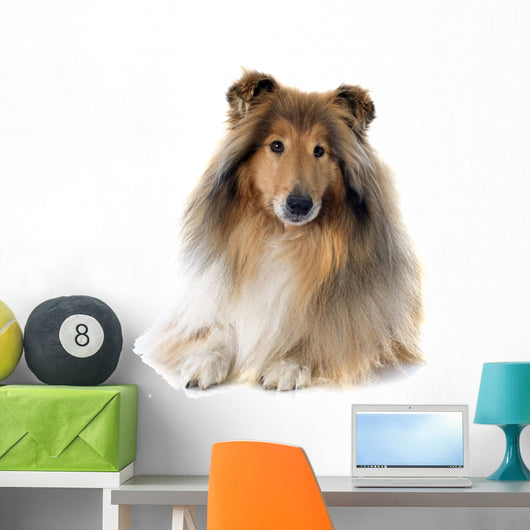 rough collie 