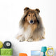 rough collie 