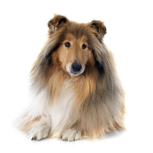 rough collie 