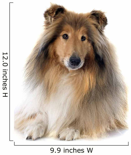rough collie 