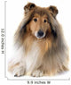 rough collie 