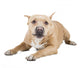 Pit Bull Wall Decal