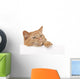 Red House Cat Looking over a White Board Wall Decal