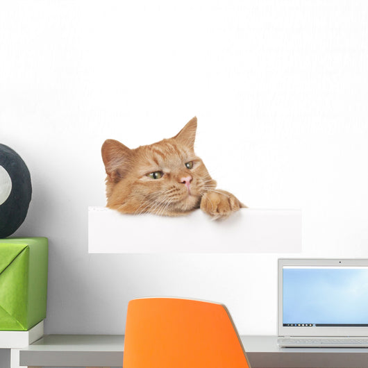 Red House Cat Looking over a White Board Wall Decal