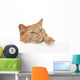 Red House Cat Looking over a White Board Wall Decal