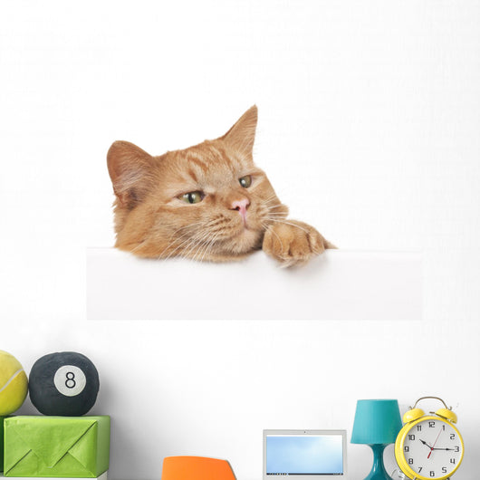 Red House Cat Looking over a White Board Wall Decal