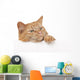 Red House Cat Looking over a White Board Wall Decal