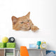 Red House Cat Looking over a White Board Wall Decal