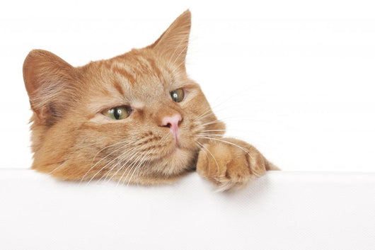 Red House Cat Looking over a White Board Wall Decal