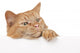 Red House Cat Looking over a White Board Wall Decal