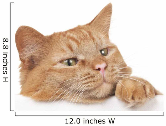 Red House Cat Looking over a White Board Wall Decal