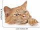Red House Cat Looking over a White Board Wall Decal