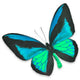 Beautiful Black and Blue Butterfly Wall Decal