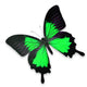 Beautiful Black and Green Butterfly Wall Decal