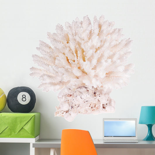 Isolated on White Background Light Color Polyp 