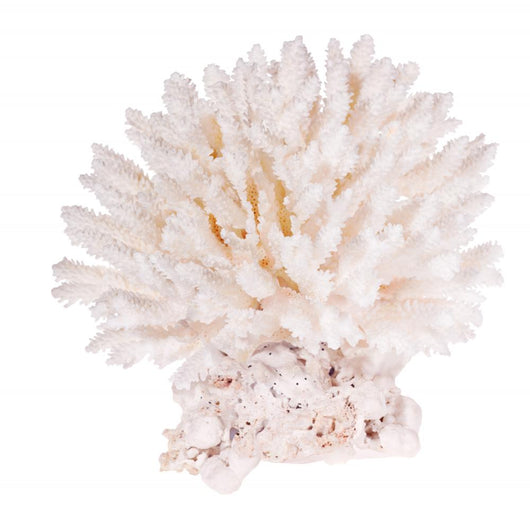 Isolated on White Background Light Color Polyp 