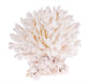 Isolated on White Background Light Color Polyp 