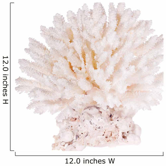 Isolated on White Background Light Color Polyp 