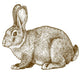 vector engraving rabbit on white background Wall Decal