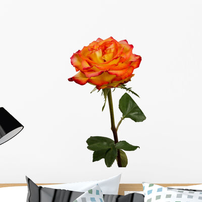 Rose-macro-isolated shown on a wall