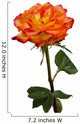 rose-macro-isolated 