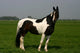 horse portrait Wall Mural
