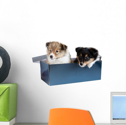 Little Puppy Sheltie in a Gift Box Wall Decal