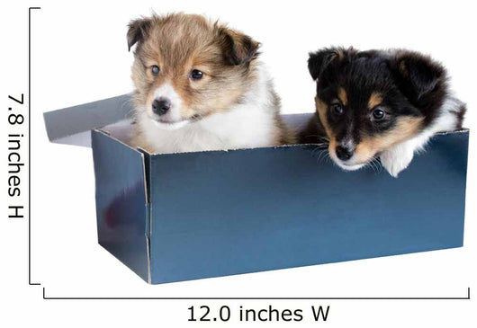 Little Puppy Sheltie in a Gift Box Wall Decal