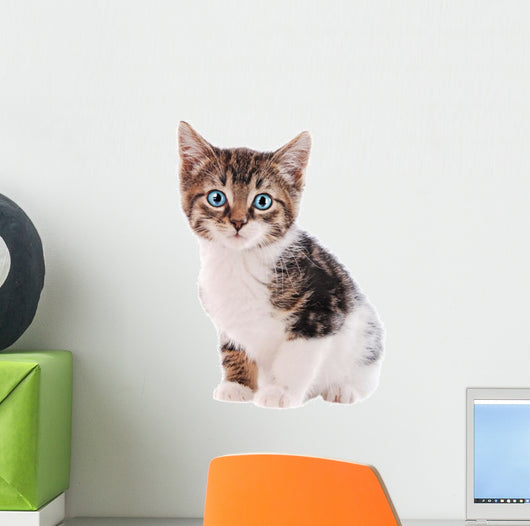 White and Brown Tabby Cat with Blue Eyes 
