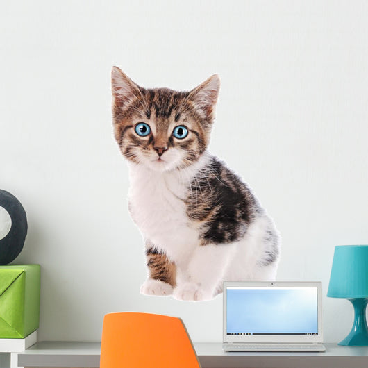 White and Brown Tabby Cat with Blue Eyes 