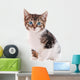 White and Brown Tabby Cat with Blue Eyes 