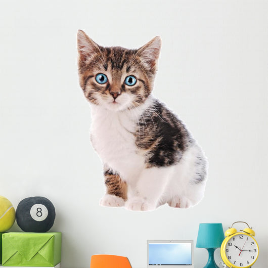 White and Brown Tabby Cat with Blue Eyes 
