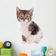 White and Brown Tabby Cat with Blue Eyes 