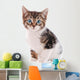 White and Brown Tabby Cat with Blue Eyes 