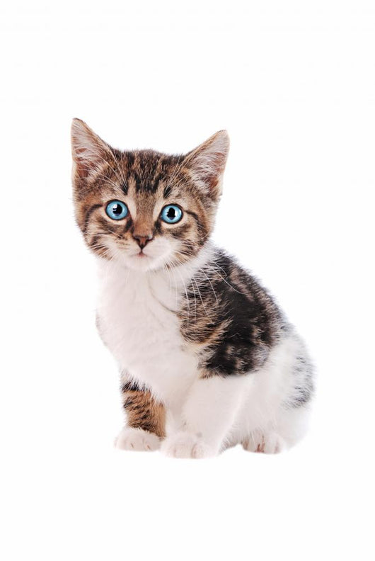 White and Brown Tabby Cat with Blue Eyes 