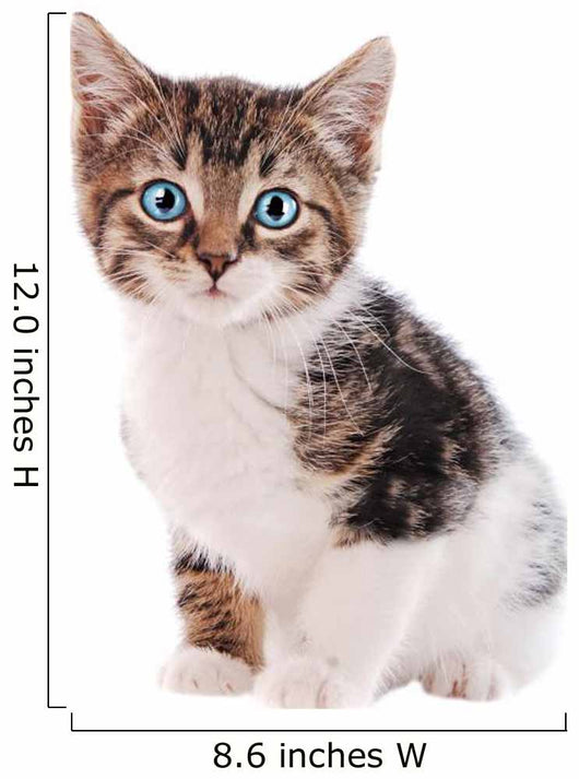 White and Brown Tabby Cat with Blue Eyes 