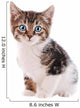 White and Brown Tabby Cat with Blue Eyes 