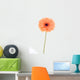 peachy african daisy Wall Mural
