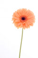 peachy african daisy Wall Mural