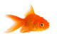 Goldfish Wall Decal
