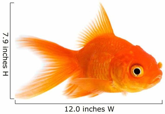 Goldfish Wall Decal