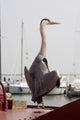 heron Wall Mural