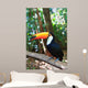 Toco Toucan (Common) 