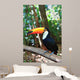 Toco Toucan (Common) 