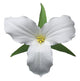 White Trillium Wall Decal
