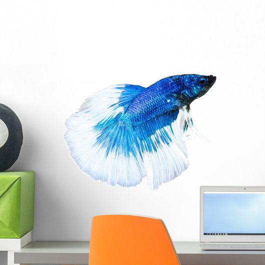 Siamese Fighting Fish Wall Decal