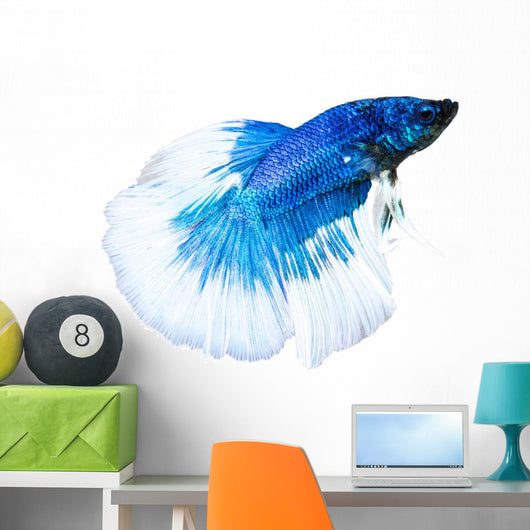 Siamese Fighting Fish Wall Decal