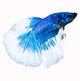 Siamese Fighting Fish Wall Decal