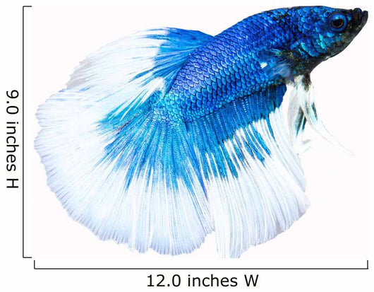 Siamese Fighting Fish Wall Decal
